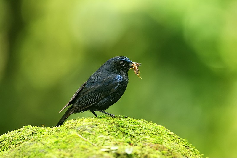 Ruiseñor coliblanco (Myiomela leucura)