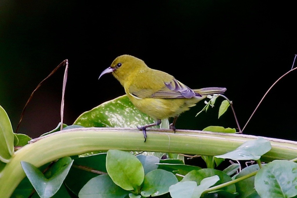 Amakihi de Oahu (Chlorodrepanis flava)