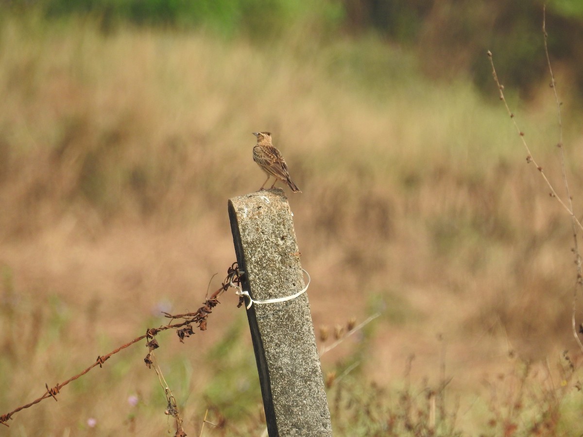 Malabar Lark (Galerida malabarica)