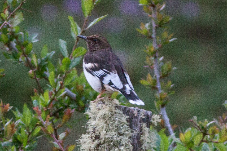 Aztekenlijster (Ridgwayia pinicola)