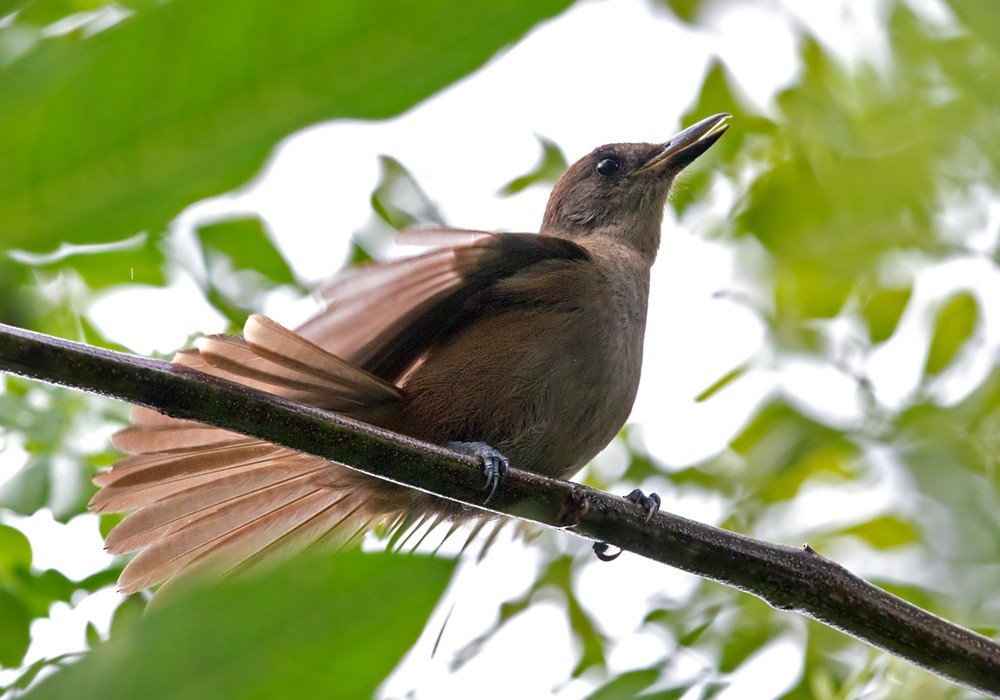 Clytorhynchus (Clytorhynchus)