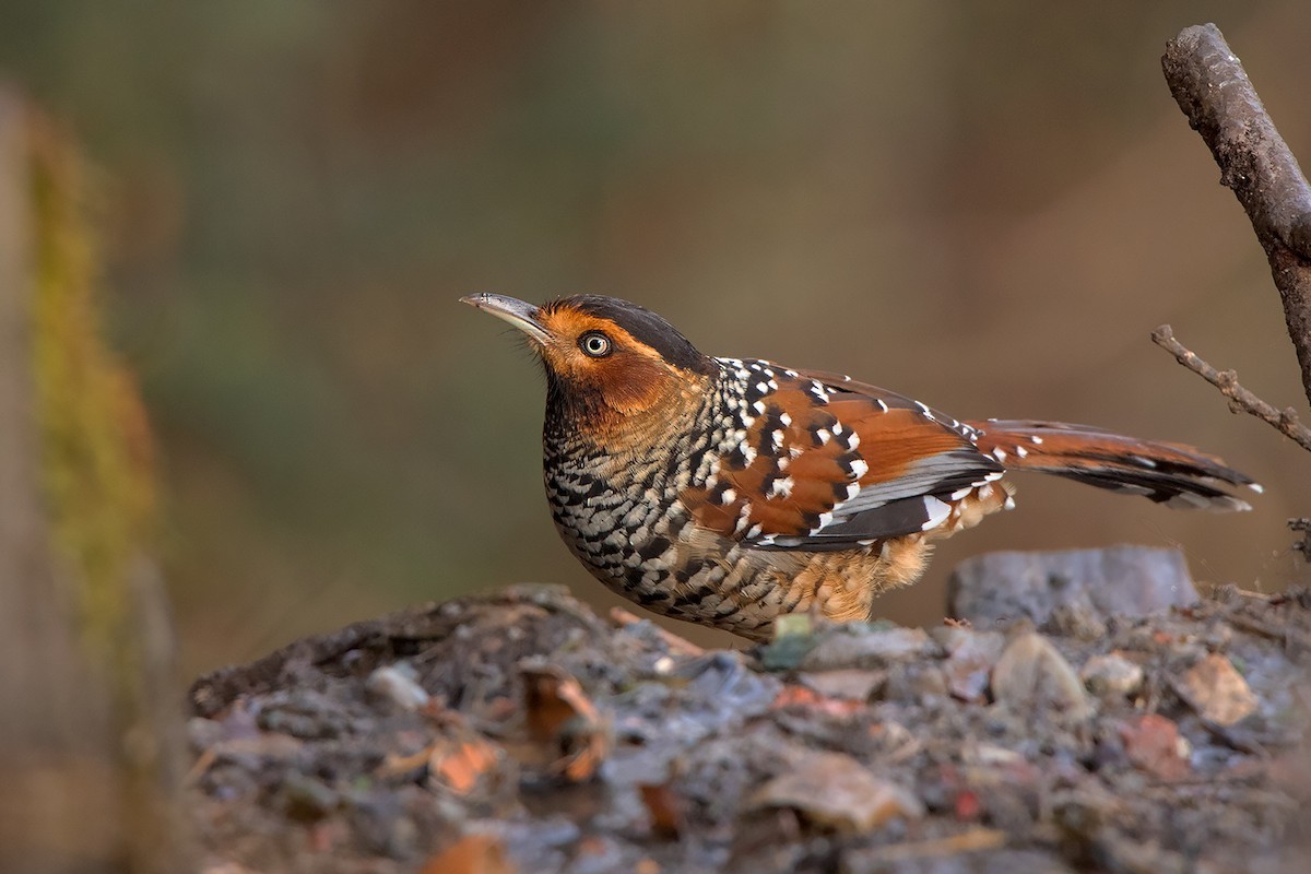 Spotted Laughingthrush (Ianthocincla ocellata)