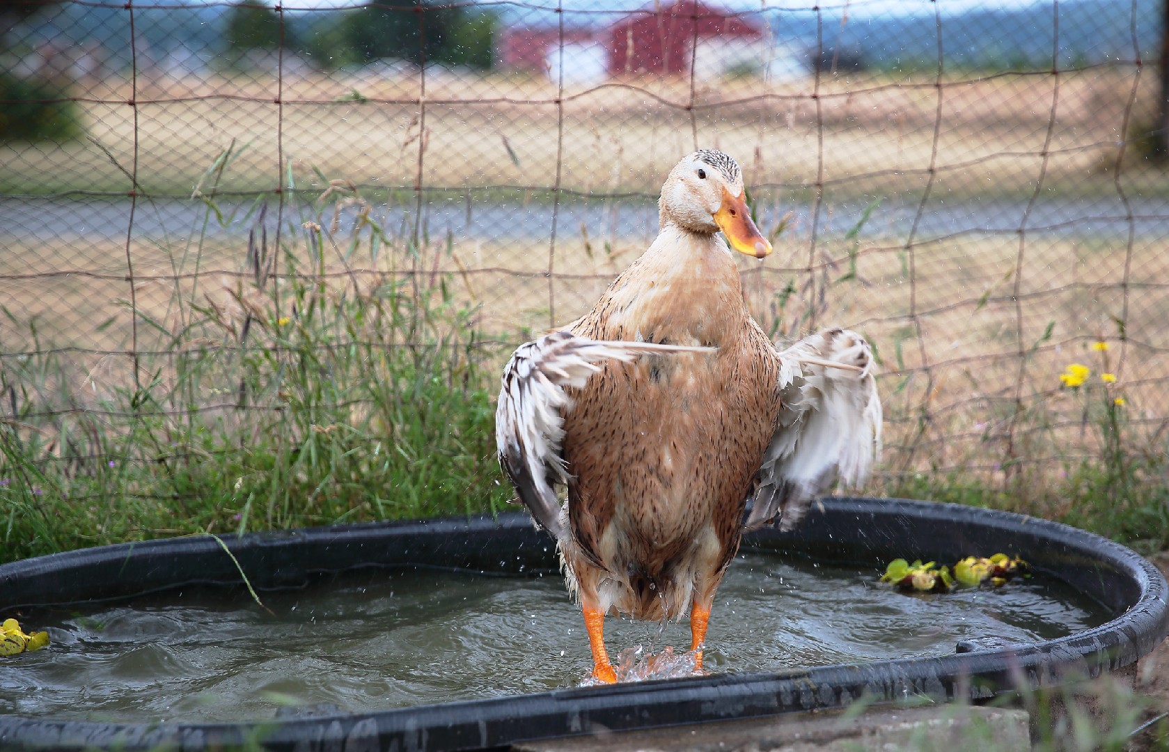 Anas platyrhynchos domesticus 'Appleyard' (Anas platyrhynchos domesticus 'Appleyard')