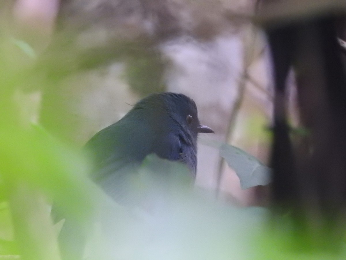 Nilgiri Blue Robin (Sholicola major)