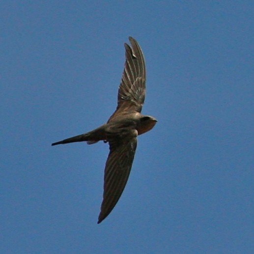 Andorinhão-dos-palmares-africano (Cypsiurus parvus)