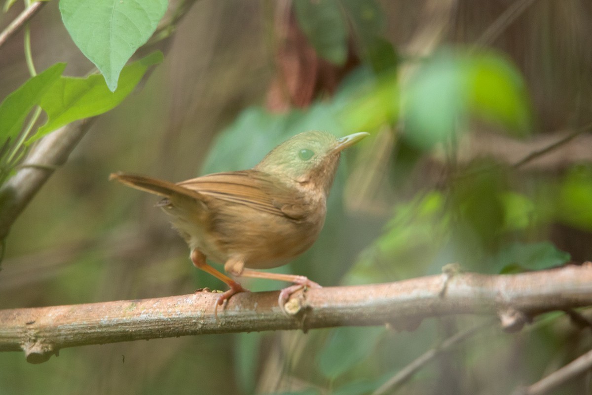 Buff-breasted Babbler (Pellorneum tickelli)