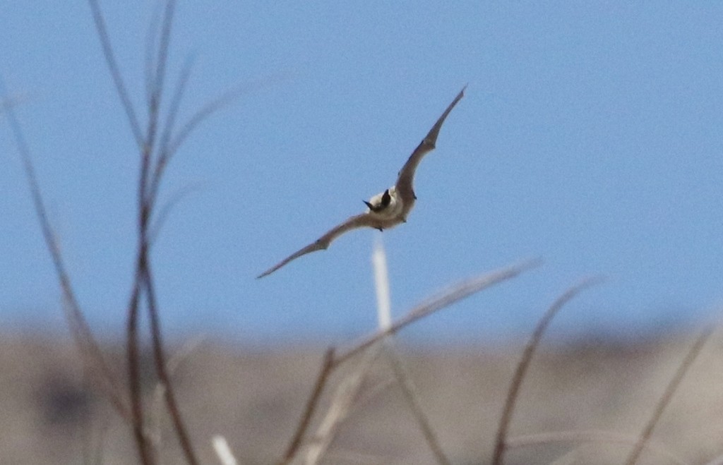 Westliche amerikanische zwergfledermaus (Parastrellus)