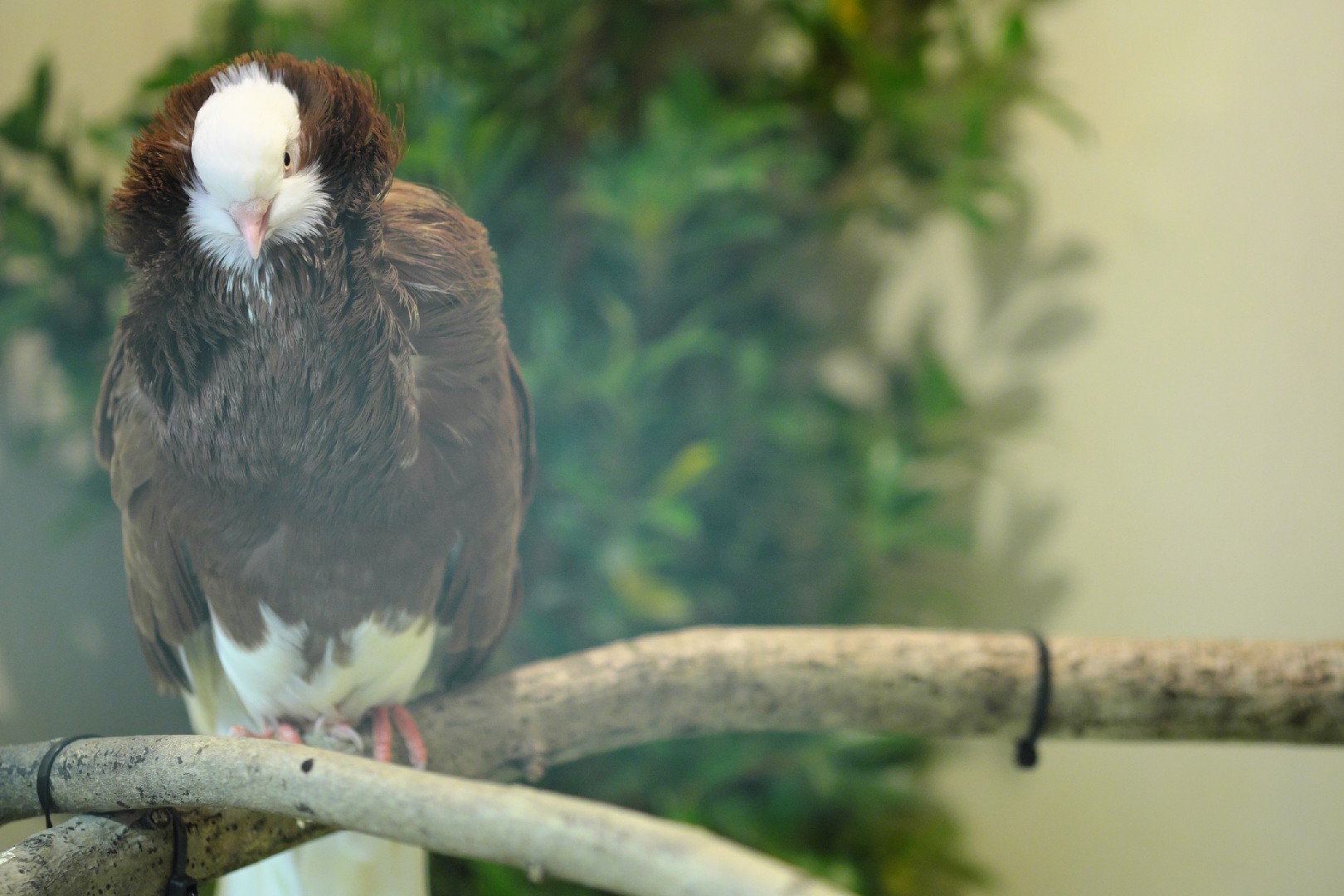 Columba livia domesticus 'English Fantail' (Columba livia domesticus 'English Fantail')