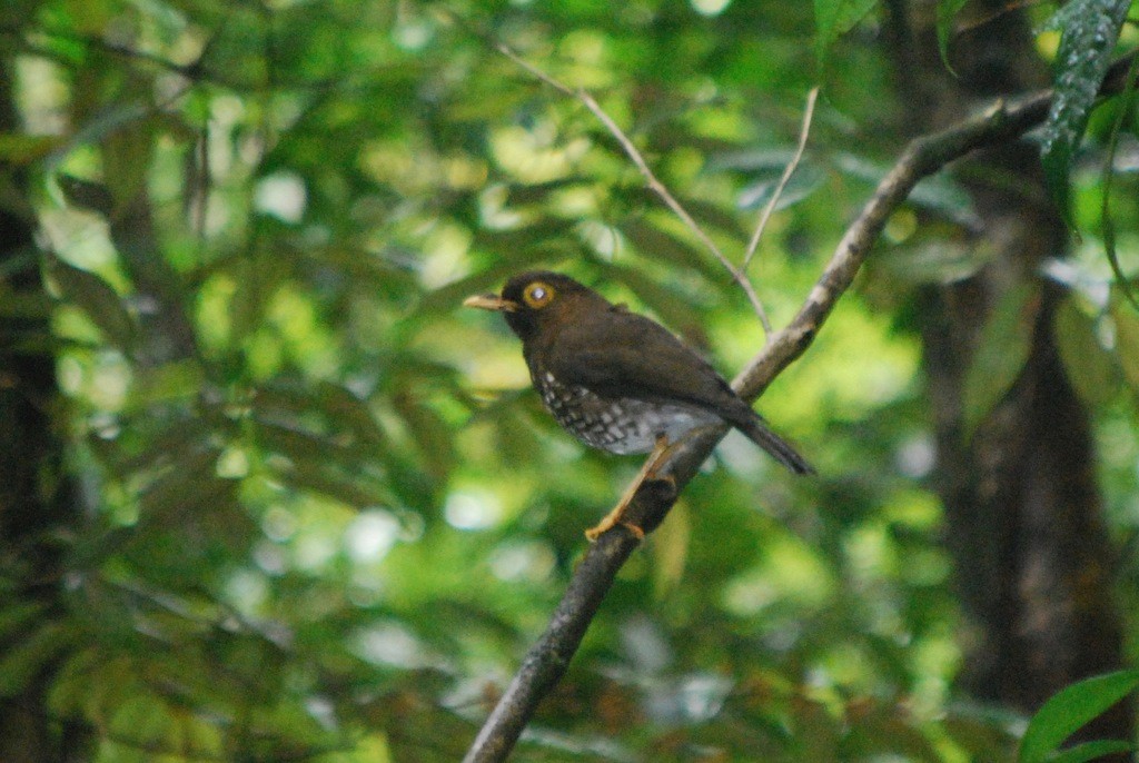 Zorzal antillano (Turdus lherminieri)