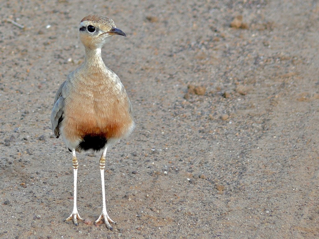 Typical Coursers (Cursorius)