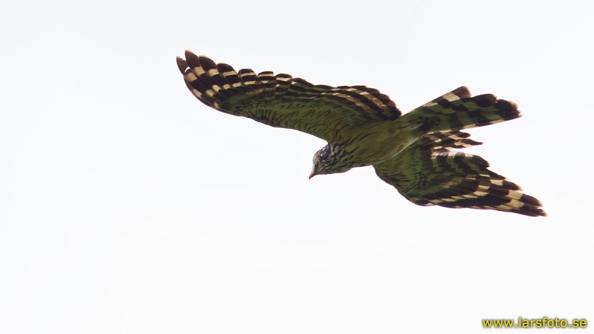 Milano colilargo (Henicopernis longicauda)