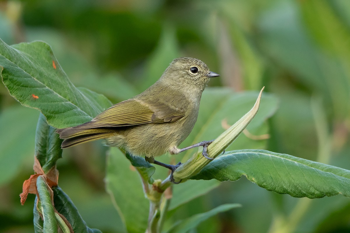 Yellow-browed Tit (Sylviparus)