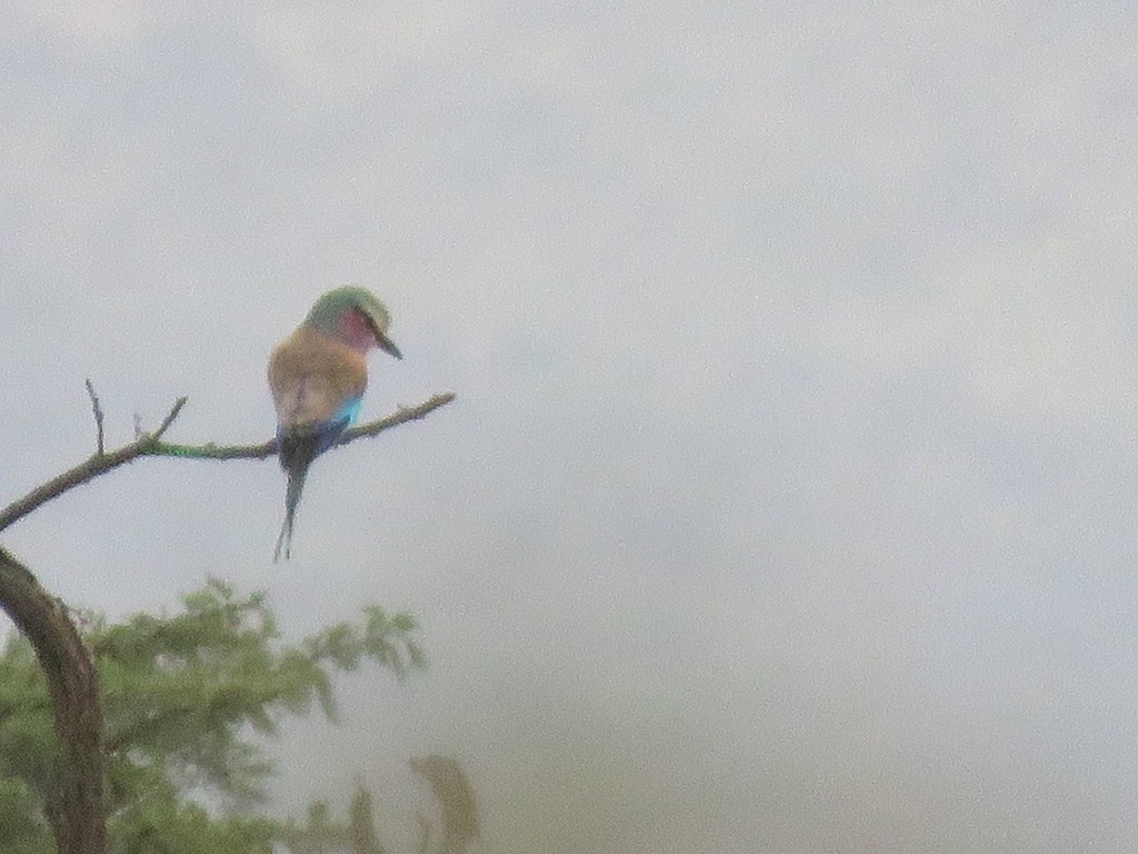 Coracias caudatus caudatus (Coracias caudatus caudatus)