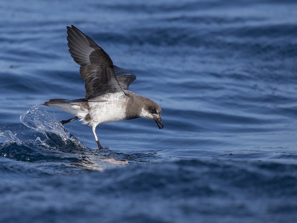 Soft-plumaged Petrel (Pterodroma mollis)