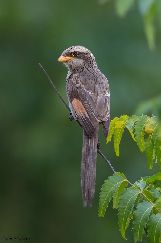 Yellow-billed Shrike (Corvinella)