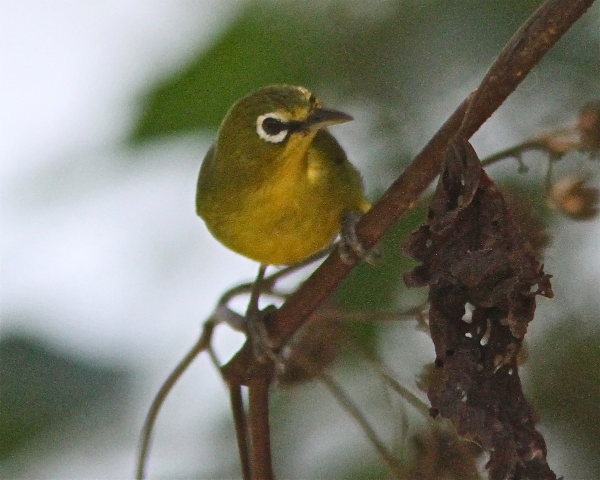 Anteojitos Ventrilimón (Zosterops chloris)