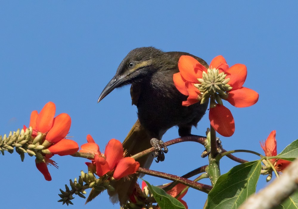 Giant Forest Honeyeaters and Allies (Gymnomyza)