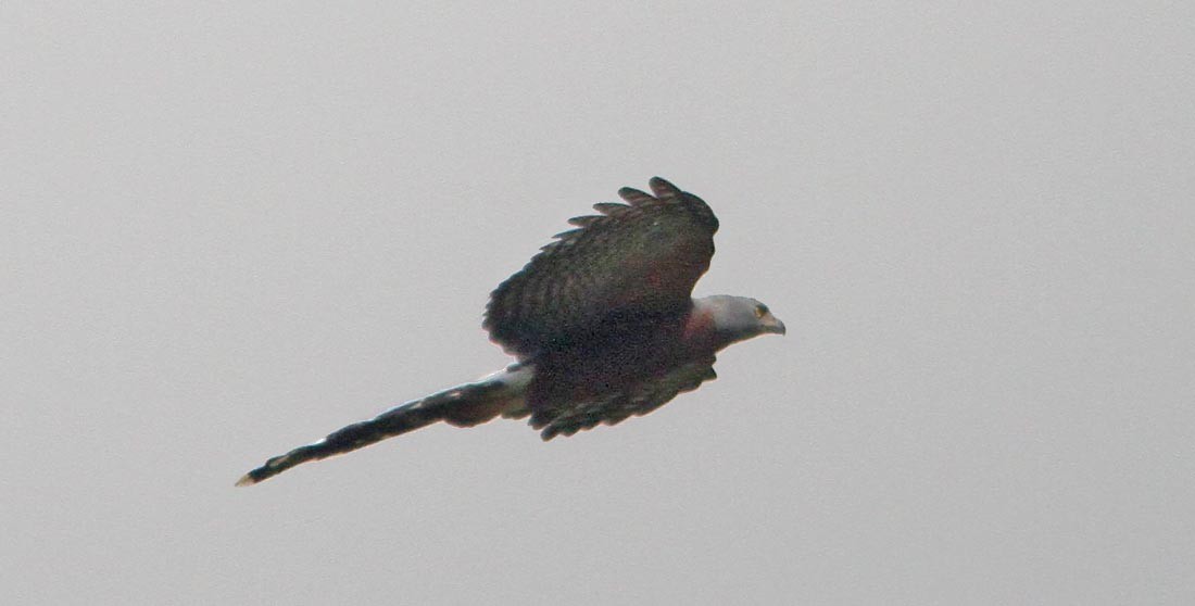 Long-tailed Hawk (Urotriorchis)