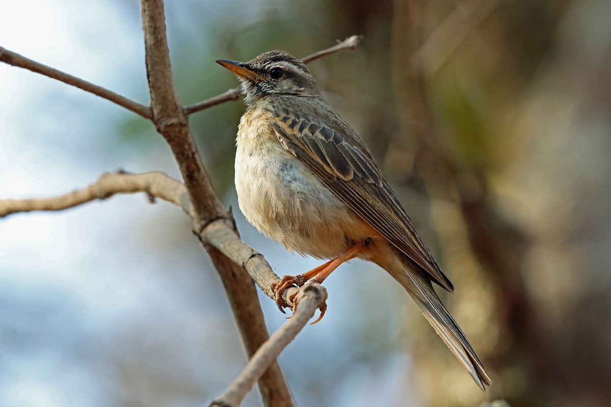 Bospieper (Anthus nyassae)