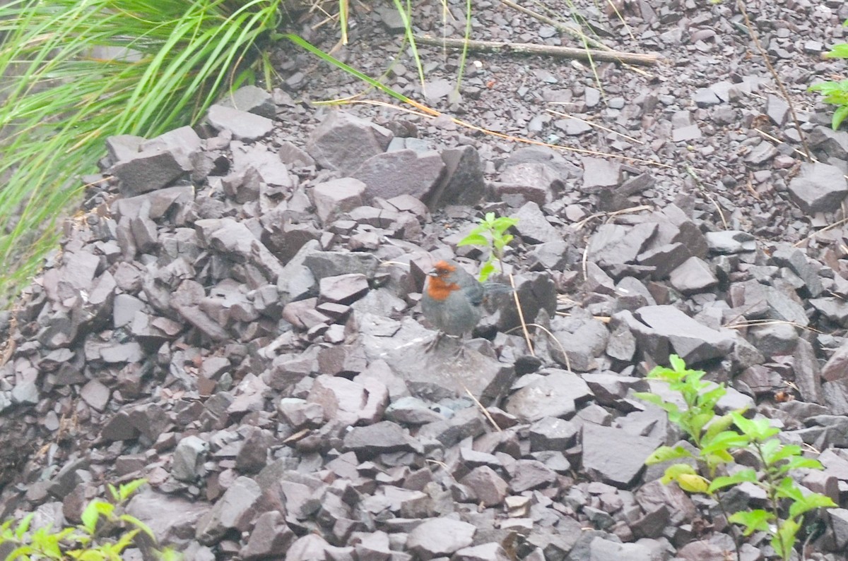 アカビタイマユシトド (Poospiza baeri)