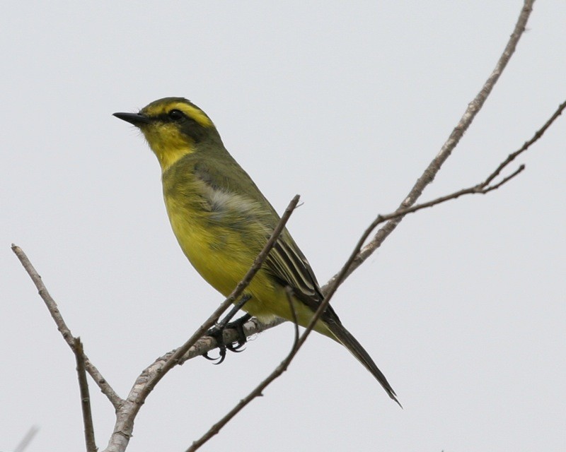 Mosquero cejiamarillo (Satrapa icterophrys)