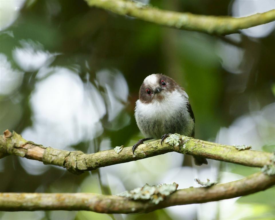 Eurasian Long-tailed Tits (Aegithalos)