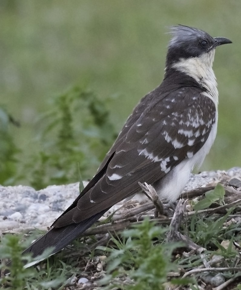 Old world crested cuckoos (Clamator)