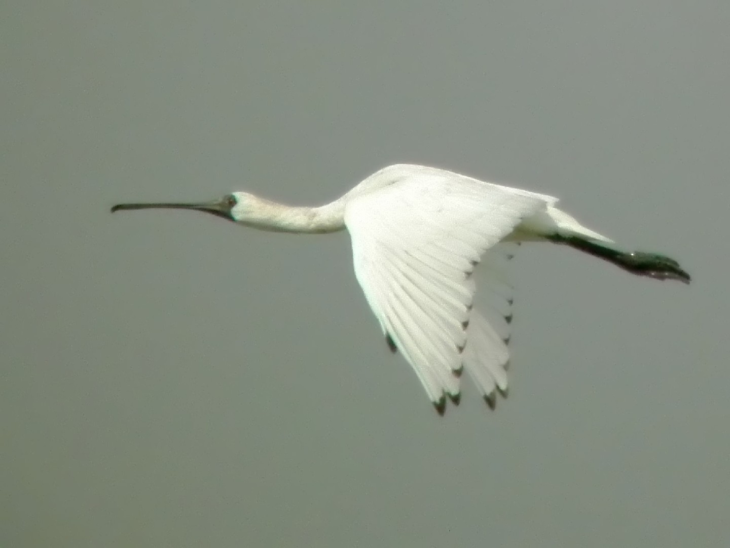 Spoonbills (Platalea)