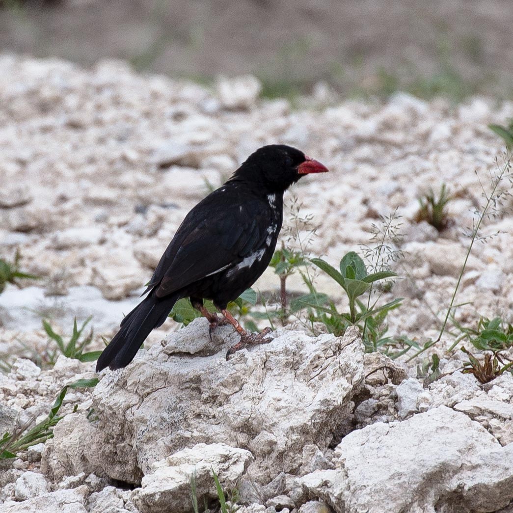 Red-billed Buffalo Weaver (Bubalornis niger)