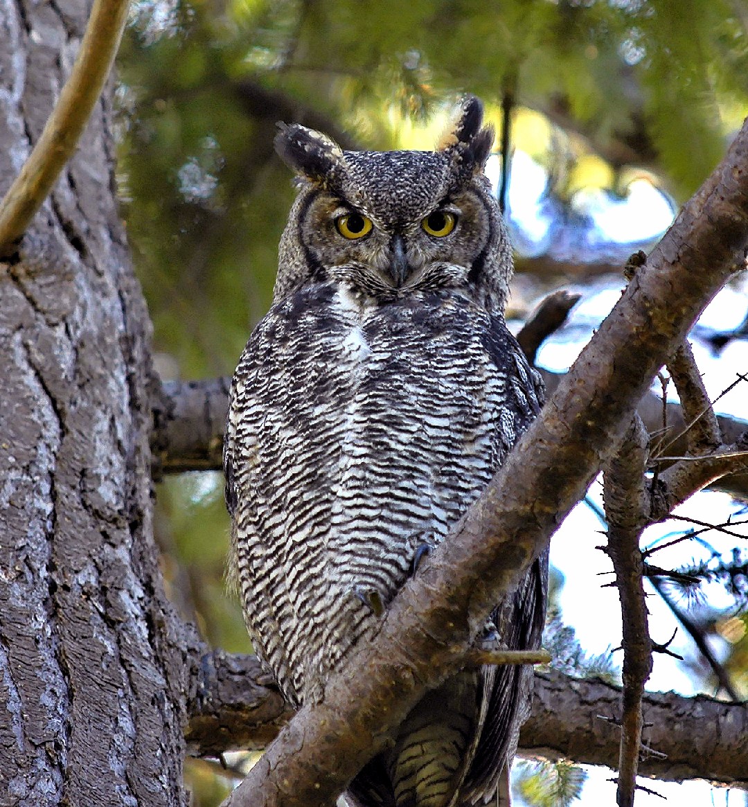 Great Horned Owl (Bubo virginianus)