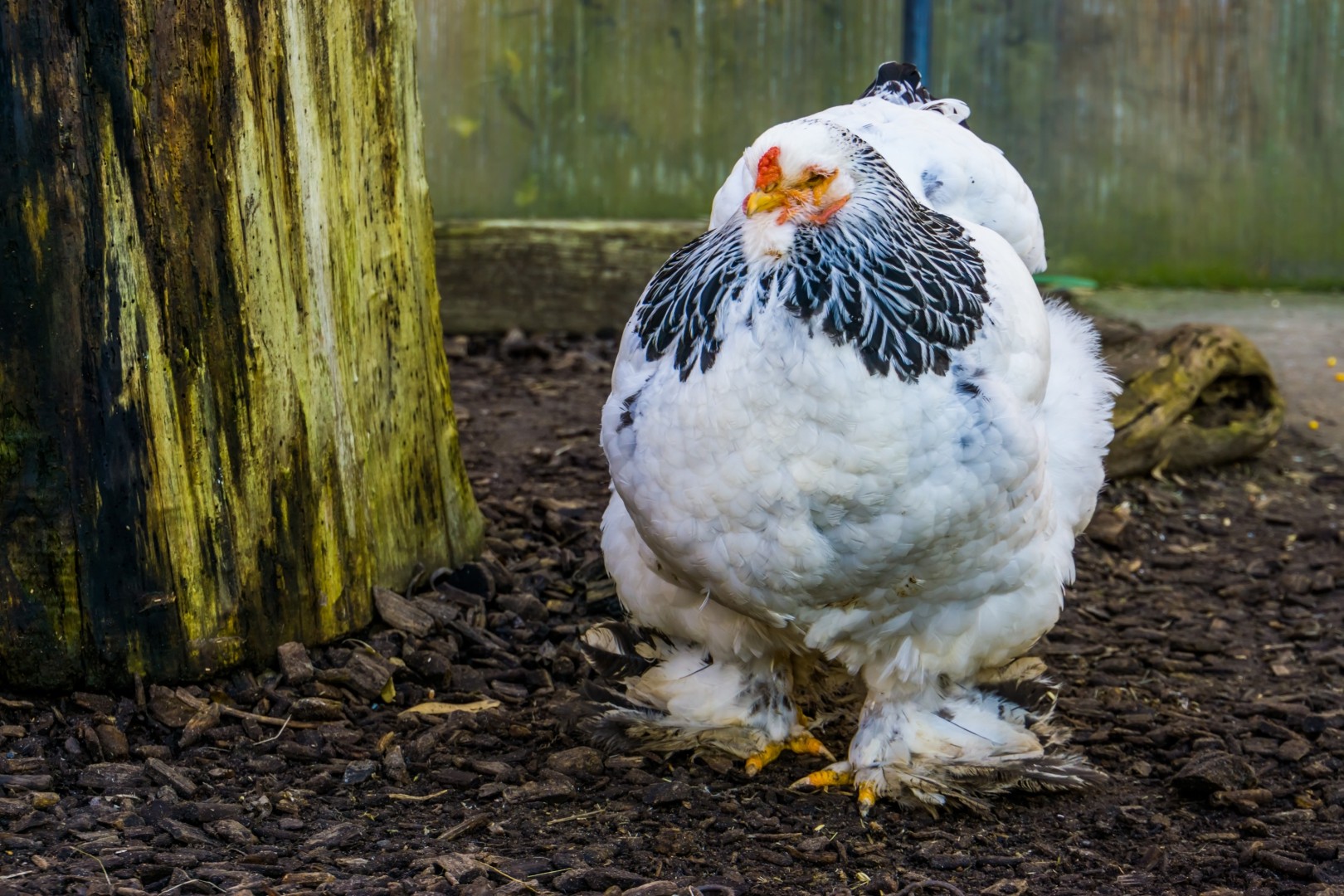 Brahma Chicken (Gallus gallus domesticus 'Brahma')