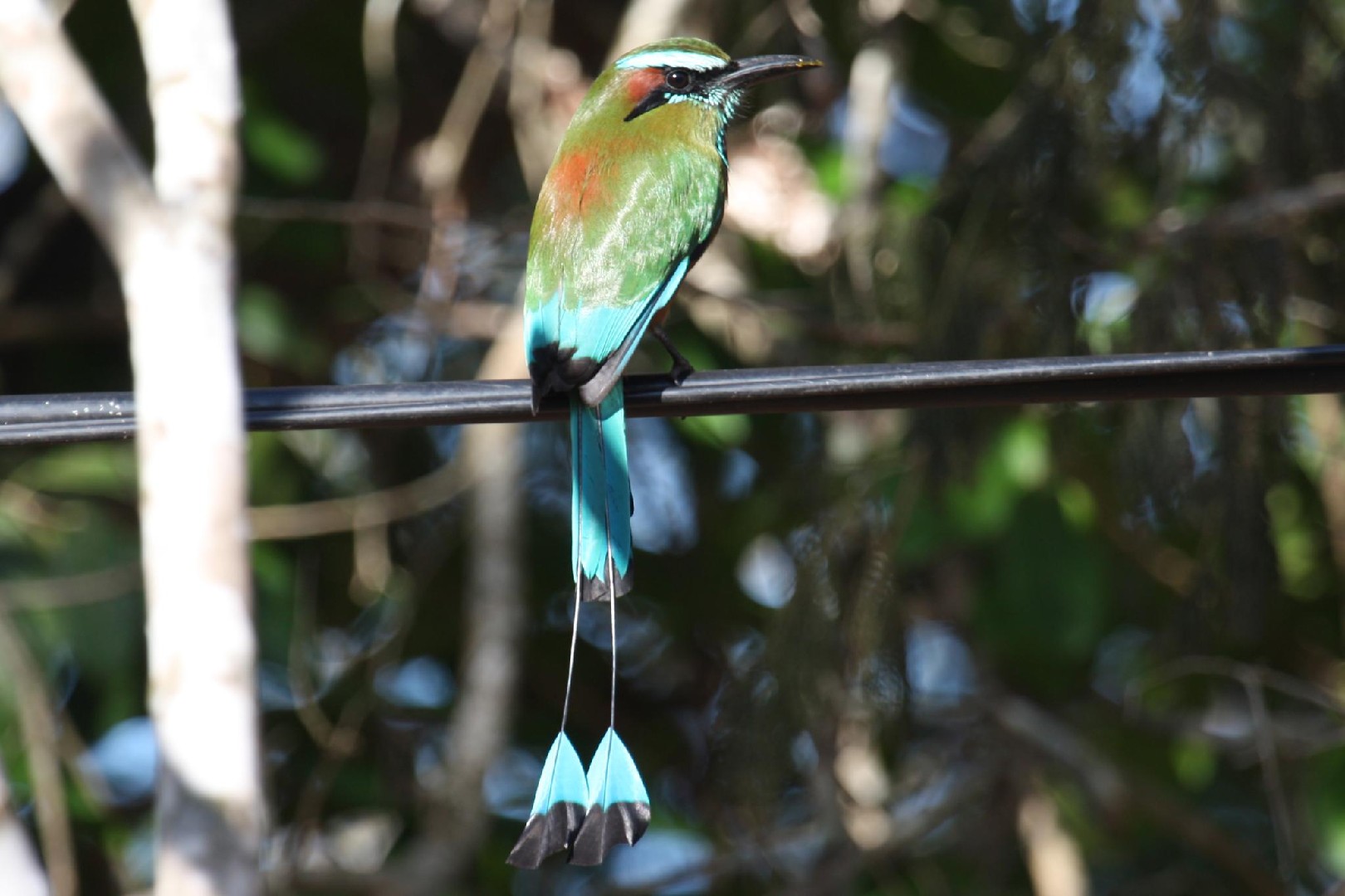 Turquoise-browed Motmot (Eumomota superciliosa)