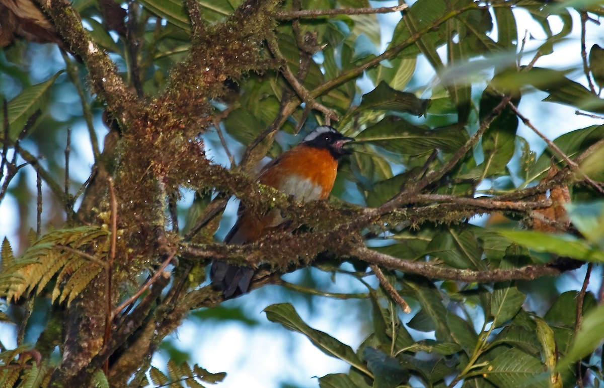 フウキンチョウモドキ (Oreothraupis arremonops)