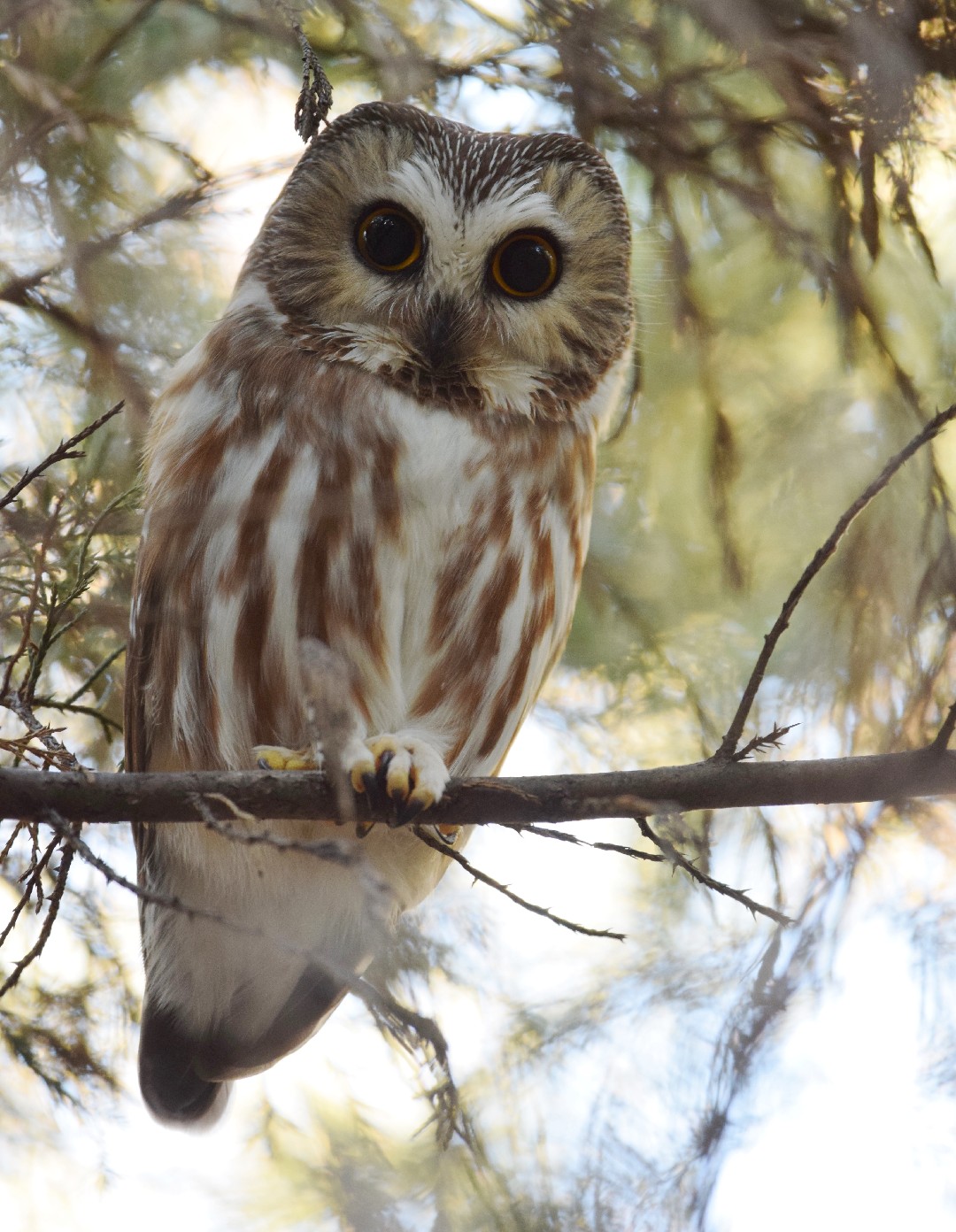 Mochuelo Cabezón (Aegolius acadicus)