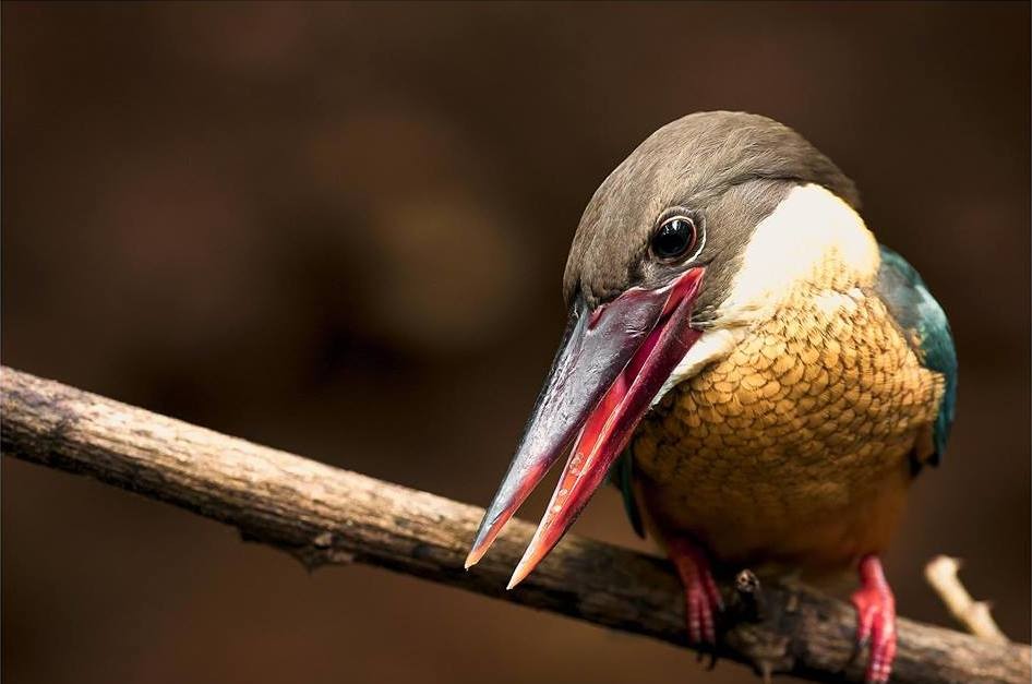 Stork-billed Kingfisher (Pelargopsis capensis)