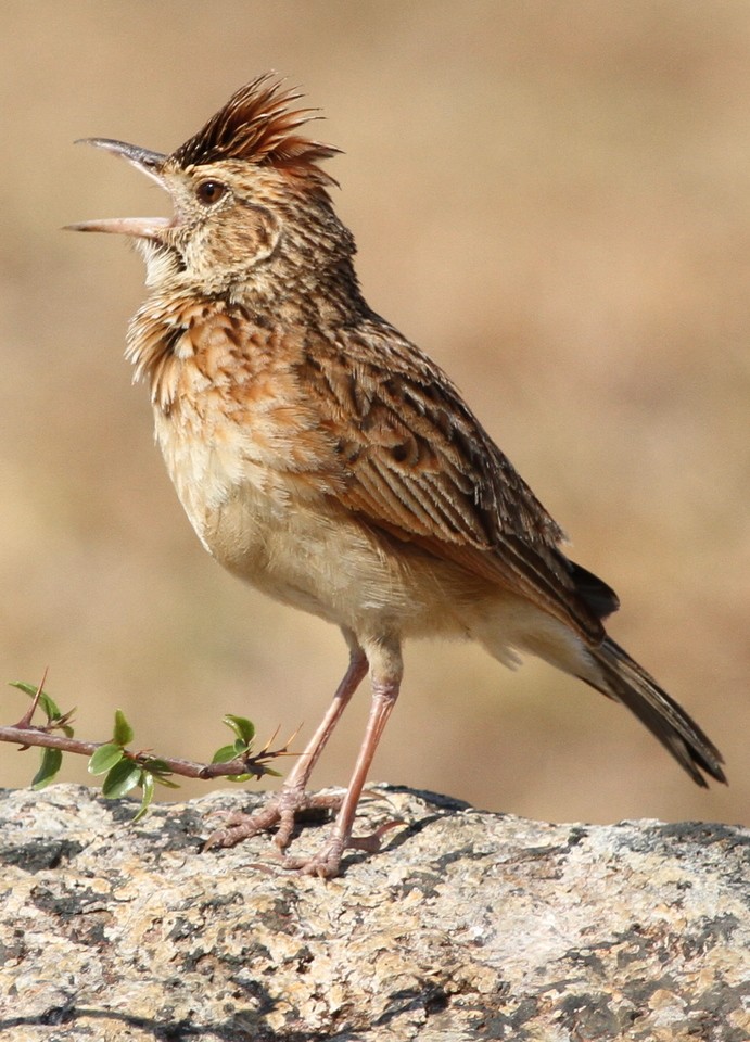 Alouette à nuque rousse (Mirafra africana)