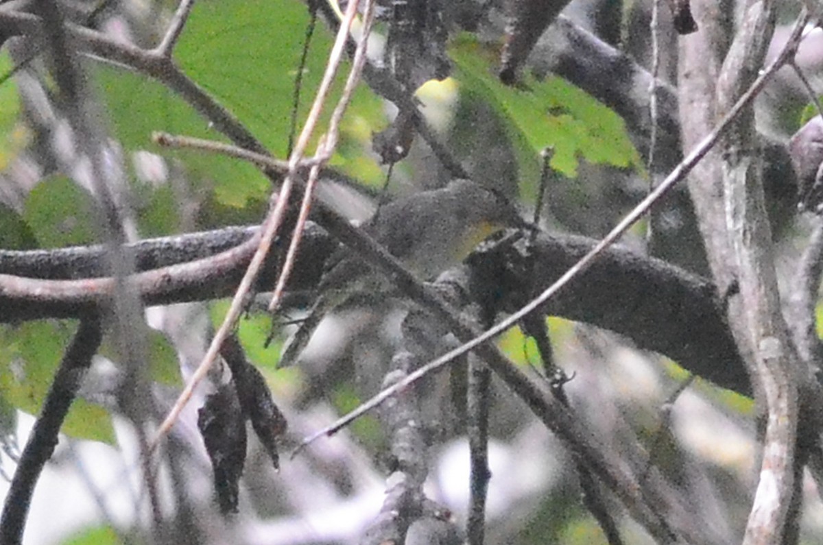 Schwarzkappen-Brillenvogel (Sterrhoptilus nigrocapitatus)