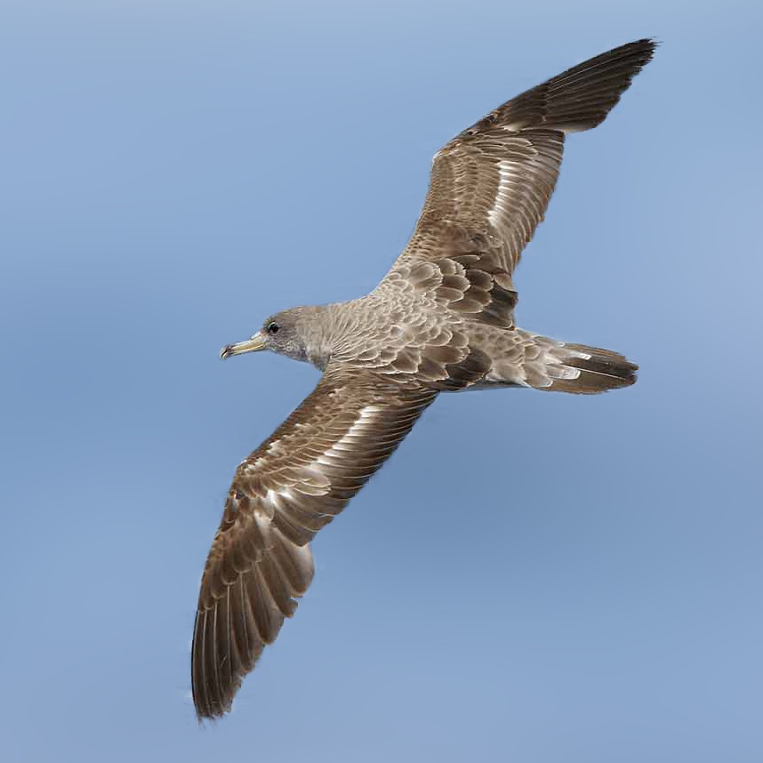 Large shearwaters (Calonectris)