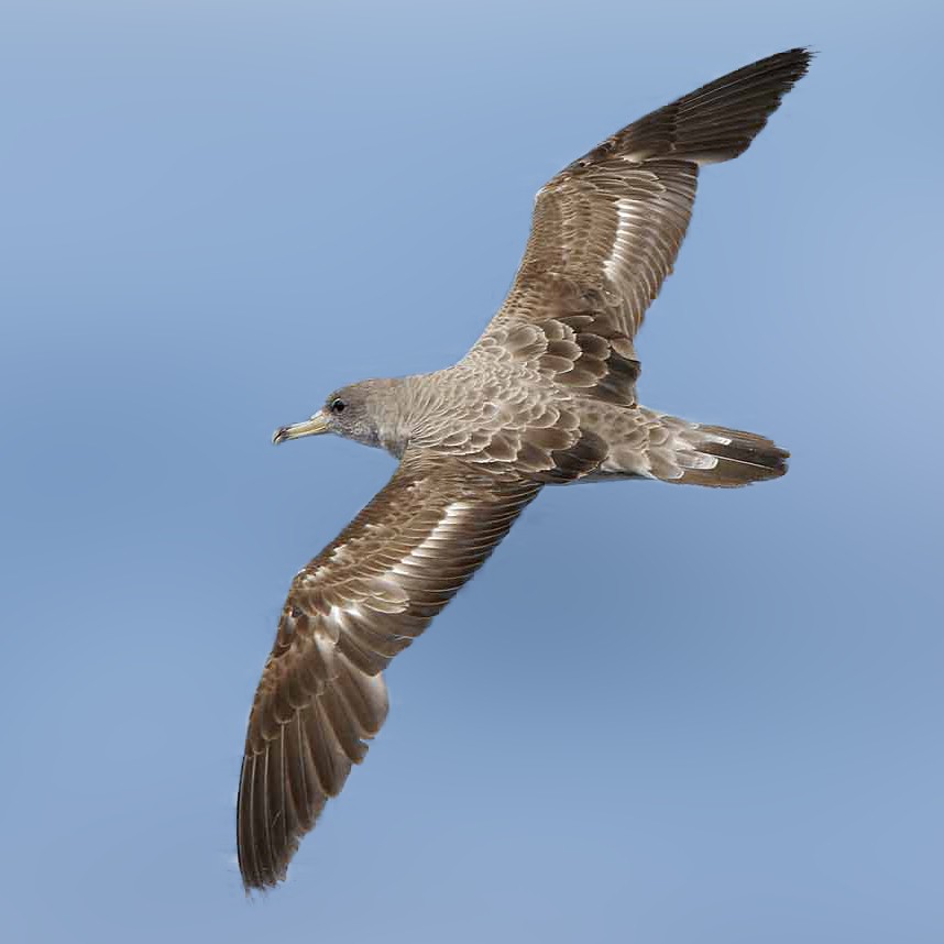 Cory's Shearwater (Calonectris borealis)