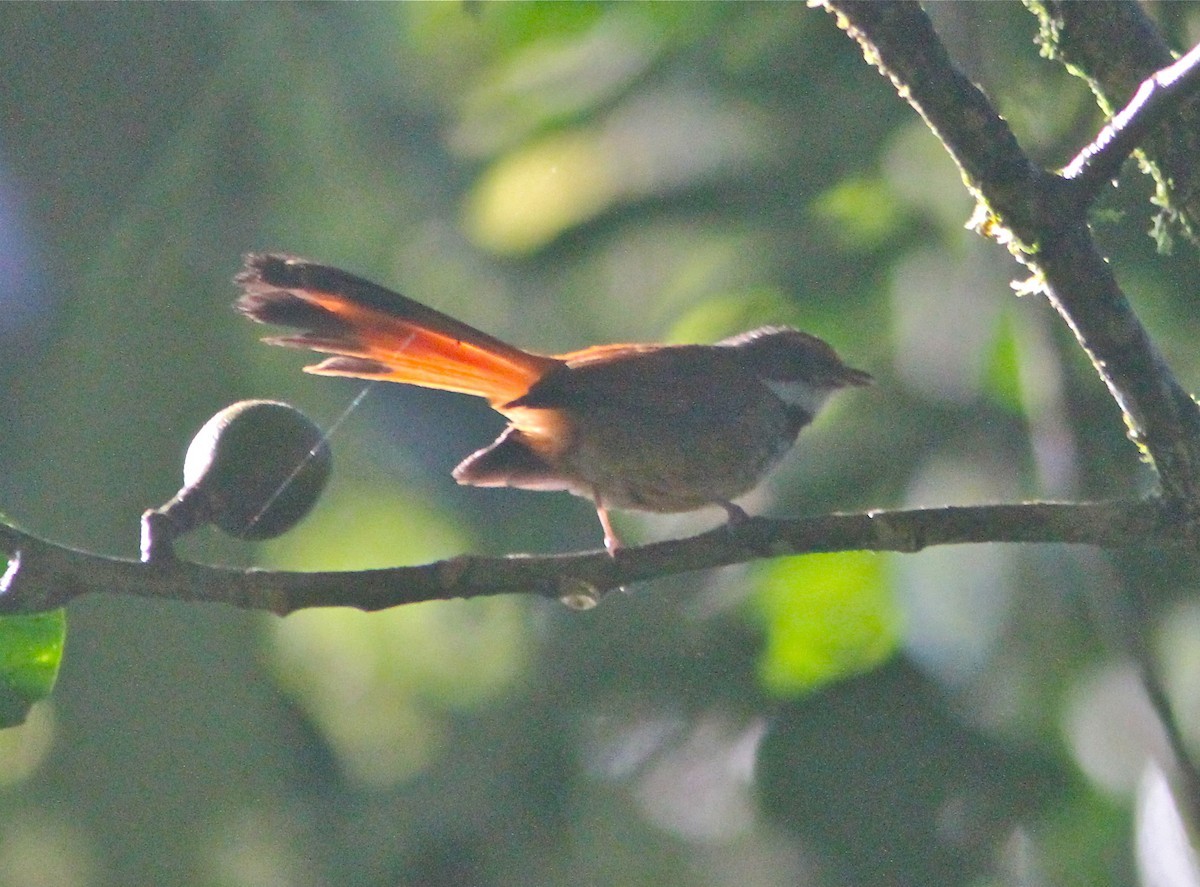 Sulawesi Fantail (Rhipidura teysmanni)