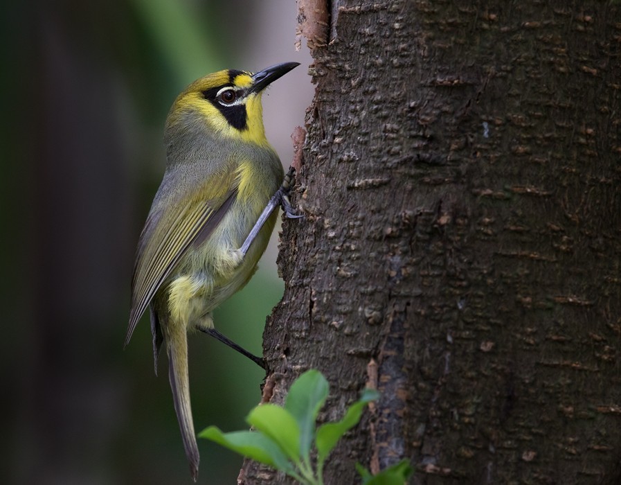 Boninbrillenvogel (Apalopteron familiare)