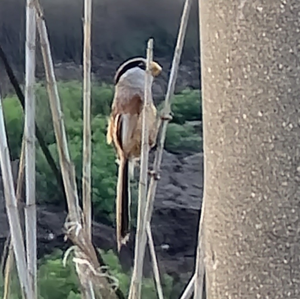 Reed Parrotbill (Calamornis heudei)