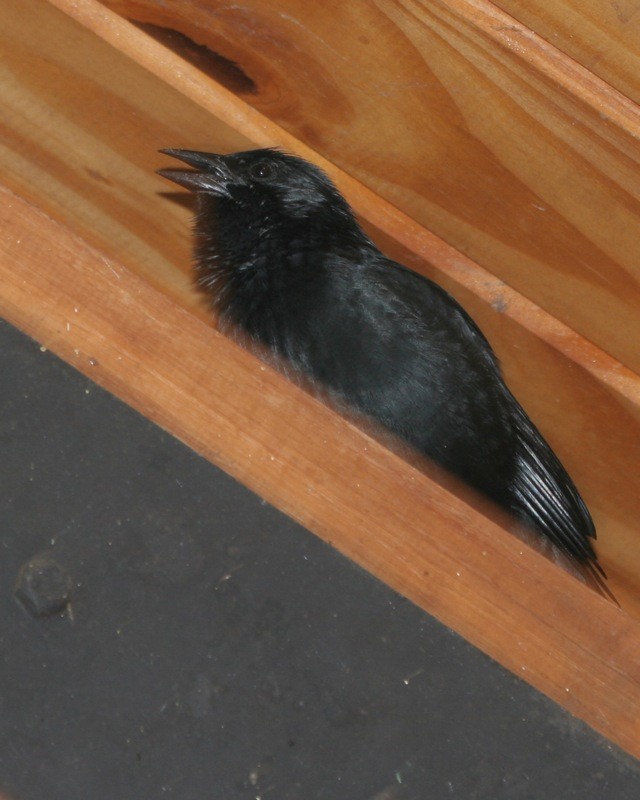 Pássaro-preto (Gnorimopsar chopi)