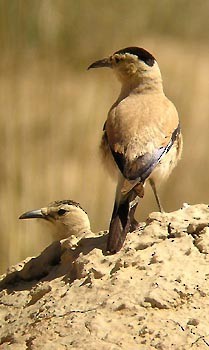 Gaio-terrestre-mongol (Podoces hendersoni)