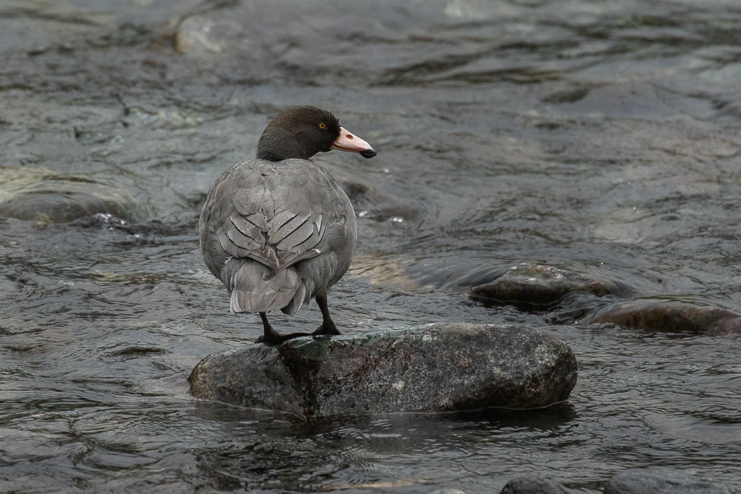 Saumschnabelente (Hymenolaimus malacorhynchos)