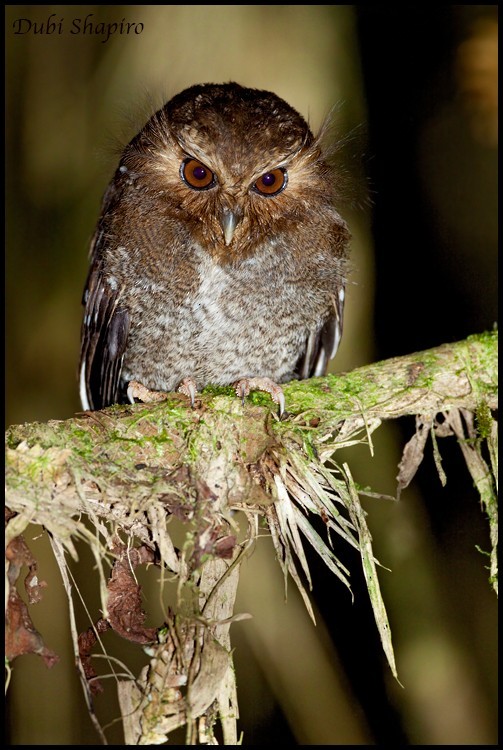 Long-whiskered Owlet (Xenoglaux)