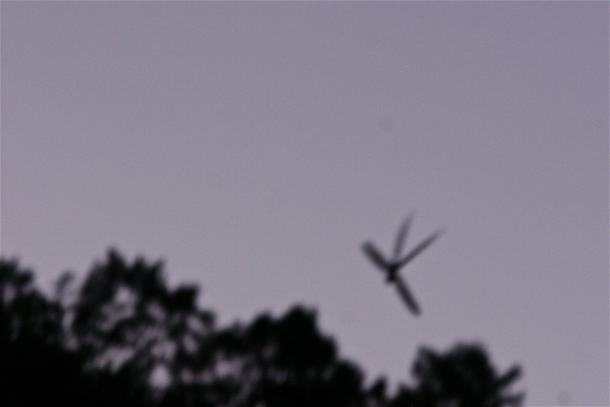 Long-trained Nightjar (Macropsalis)