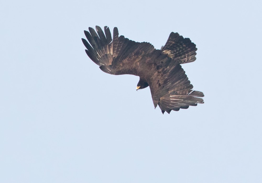 Орёл-яйцеед (Ictinaetus malaiensis)