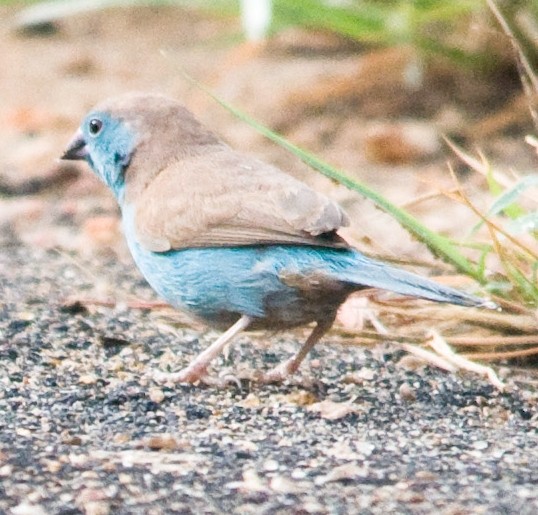 Cordonbleu d'Angola (Uraeginthus angolensis)