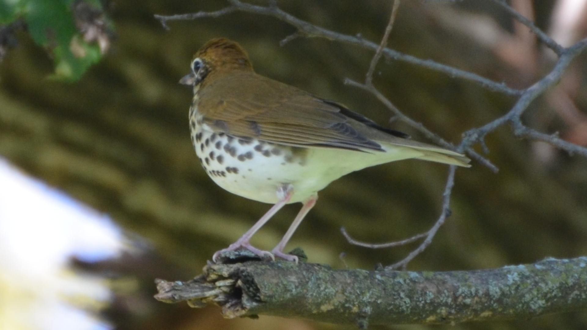 Wood Thrush (Hylocichla mustelina)